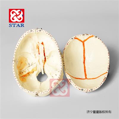 頭顱可拆分十部分，雙色牙顱底顏色展示竇動靜脈